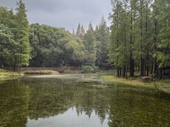 -上海滨江森林公园