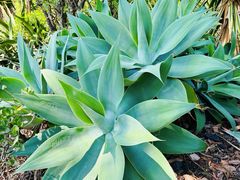 -墨尔本皇家植物园