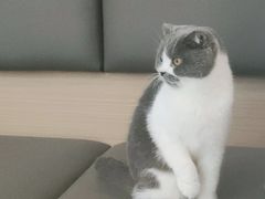 -喵园·猫主题咖啡厅·撸猫·猫咖(国贸店)