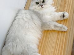 -李小姐の猫咖啡馆(五角场店)