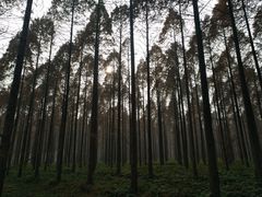 -黄海国家森林公园