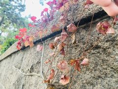 -八大关景区