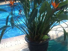 iphone_upload_pic-苏州乐园森林水世界