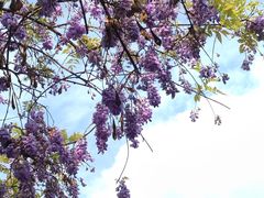 -西南交通大学(九里校区)