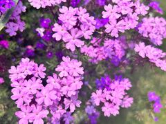 -上海滨江森林公园