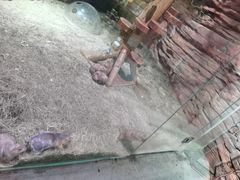 -正佳雨林生态植物园
