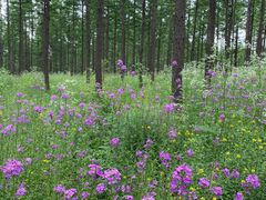 -塞罕坝国家级自然保护区