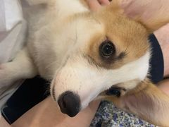 -柯斗斗主题餐厅·狗咖·围炉煮茶·茶饮(国瑞升平里店)