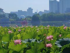 -莲花池公园