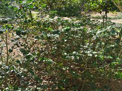 -东莞植物园