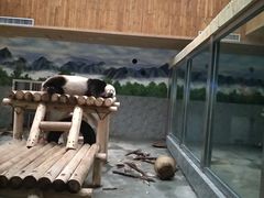 -西安秦岭野生动物园