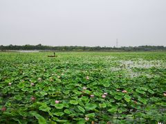 -天津东丽湖风景区