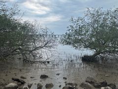 -宝安西湾红树林湿地公园