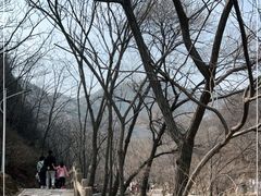 -大岭沟猕猴桃谷风景区