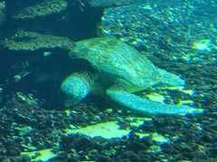 -海棠湾洲际-涛·海底餐厅·美人鱼·自助餐·海底隧道