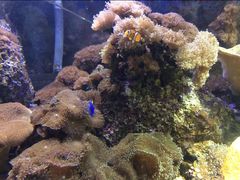 -凯莉-塔尔敦海洋生物水族馆