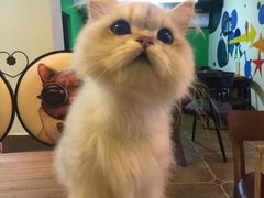 -李小姐の猫咖啡馆(五角场店)