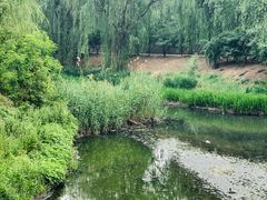 景点-金星公园