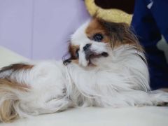 -A猫a狗全科·犬猫异宠·芥西宠物医院(南开总院)