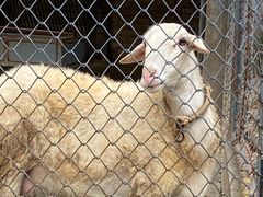 -荆州中山公园动物园