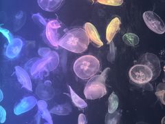 -烟台海昌鲸鲨海洋公园