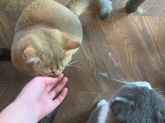 -蓝鲸·缅因猫舍