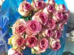 -龙大花卉苗木市场