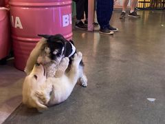 -百好乐宠物友好餐厅(朝外大街店)