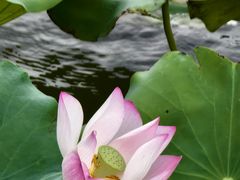 -深圳龙潭公园