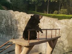 -东方熊牧场