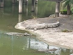 -广州长隆飞鸟乐园