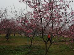 -天适樱花悠乐园