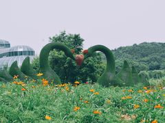 -大塘金香草谷