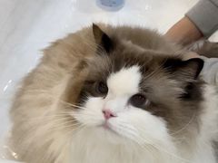 -momokira米努特·德文卷毛猫·棉花面纱犬