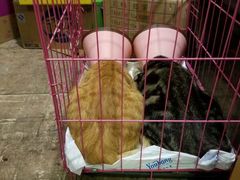 -荣耀金沙动物医院(清江西路店)