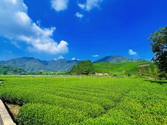 -龙坞茶村