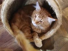 -蓝鲸·缅因猫舍