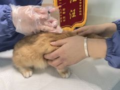 -半岛宠物医院24小时(科华中路店)