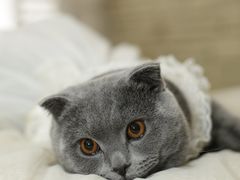 -超宠爱宠物摄影-Super pet