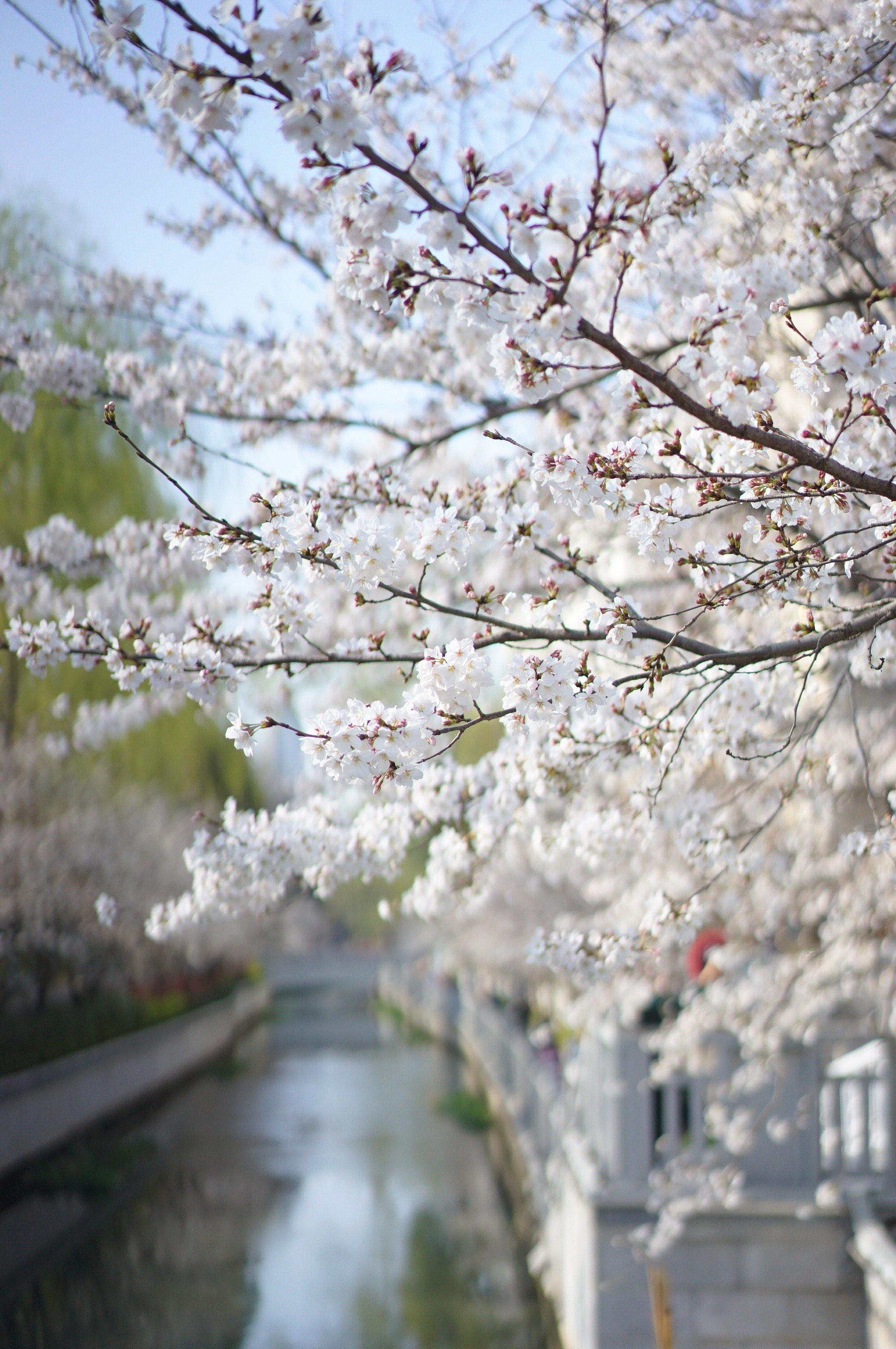 金陵樱花盛景