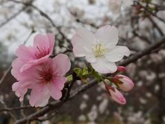 -天适樱花悠乐园