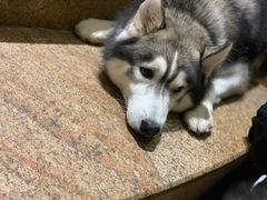 -more than meow吴止猫主题餐厅(承德 中船汇店)