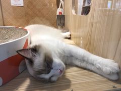 -屋虎猫馆(宝安大仟里店)