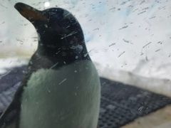 -海合安成都极地海洋公园