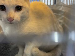 -博特宠物医院24h犬猫全科.骨科·异宠