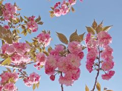-顾村公园