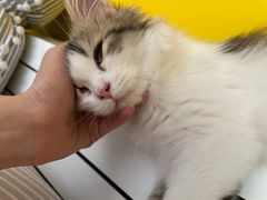 -猫大福·Fortune Cat猫舍(百子湾店)