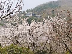 -石老人观光园
