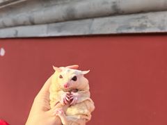 -北京国子监胡同