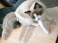 -袖虎猫馆(十亩地店)